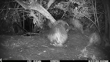 New Forest Explorers Guide - Badgers and badger cubs, videos from 7th May, 2022 onwards
