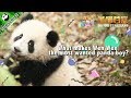 【Panda Scanning】Ep4 What makes Wen Wen the most wanted panda boy? 20170630 | CCTV