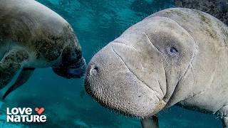 How Sea Cows Are Related Mermaids | Pacific 103