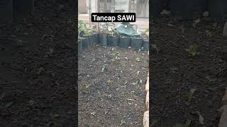 BERKEBUN PEKARANGAN RUMAH berkebun SAWI sayur