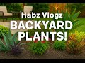 Plants zone 10b ( my backyard)
