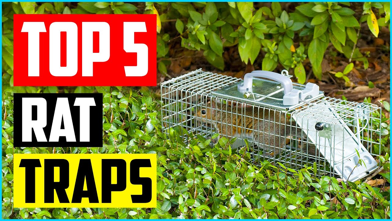 Top 5 Best Live Rat Traps For Sale In 2022 Reviews YouTube