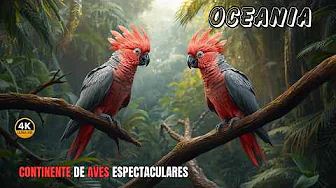 OCEANÍA: Las AVES Más EXÓTICAS y Espectaculares Del Planeta | Documental Completo