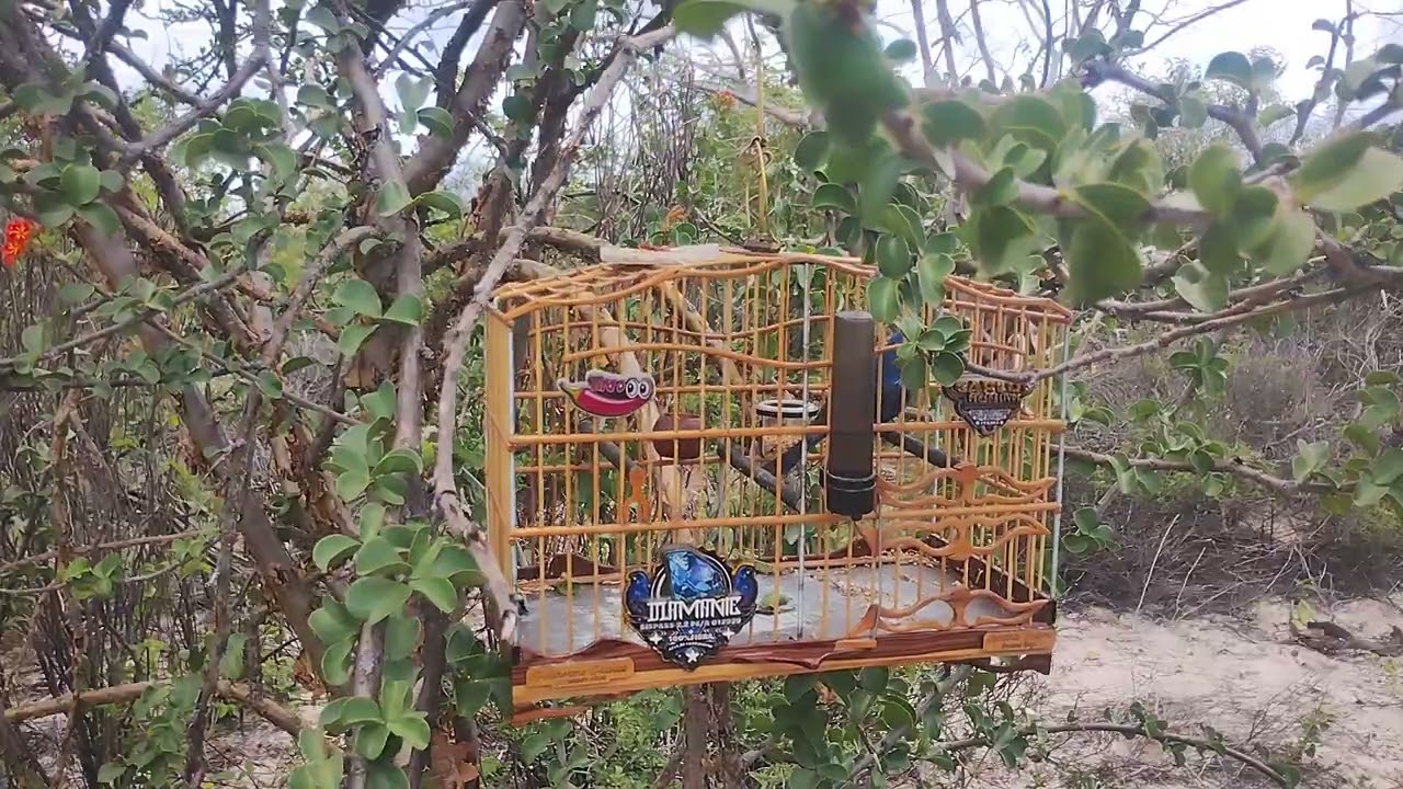 34 entrega do azulão diamante 💎 em minhas mãos 🧤 06 03 2026