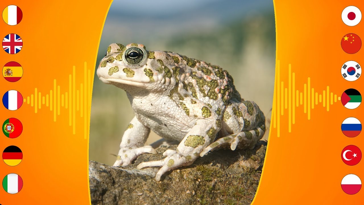 Звуки Pептилий: Зелёная Жаба