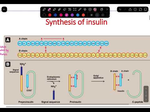 L28&32&33 Insulin hormon signaling Dr.Hitham (Girls)