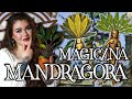 MANDRAGORA - NIEBEZPIECZNA, MAGICZNA ROŚLINA, W KTÓRĄ NIKT NIE WIERZY, A ISTNIEJE NAPRAWDĘ 😨