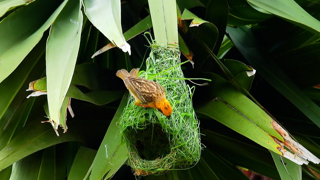 WEAVER BIRD weave green grass into beautiful green nests EP70