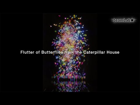 Flutter of Butterflies from the Caterpillar House