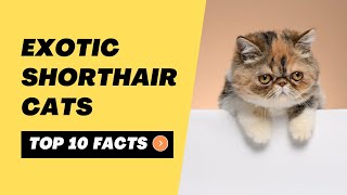 Top 10 Facts - Exotic Shorthair Cats