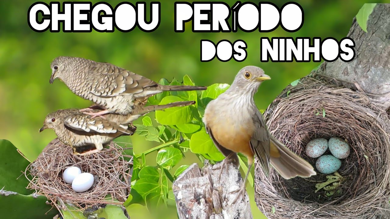 O FASCINANTE MUNDO DAS AVES | A MAGIA DOS NINHOS E DA VIDA SELVAGEM 🌵💚 