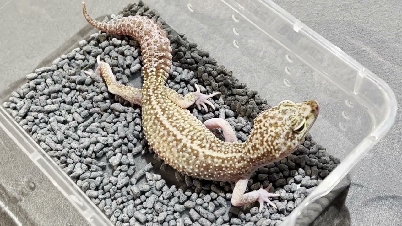 絶対注目!!アメリカから来たとんでもないレオパ達！