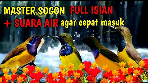 Masteran sogon full isian mewah + suara gemericik air agar cepat masuk