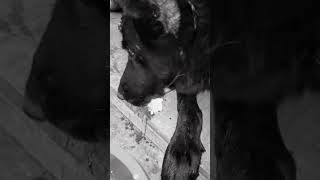 Тбилиси 🇬🇪 Сакартвело 💌 Грузия Приют Тамаза Элизбарашвили 🐕💌🍀🙏