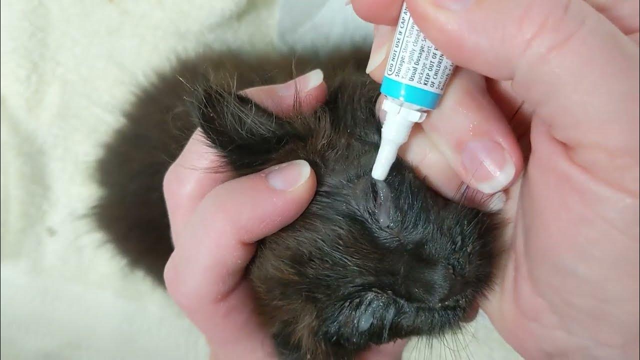 How to give Eye ointment to Kittens Caring for a newly rescued sick