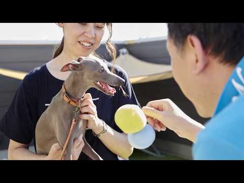 Resultado de imagen para ç¬ Italian Greyhound ãã¼ãã£ã¼