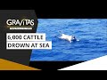 Gravitas: Cattle Ship Capsizes Off Japan Coast