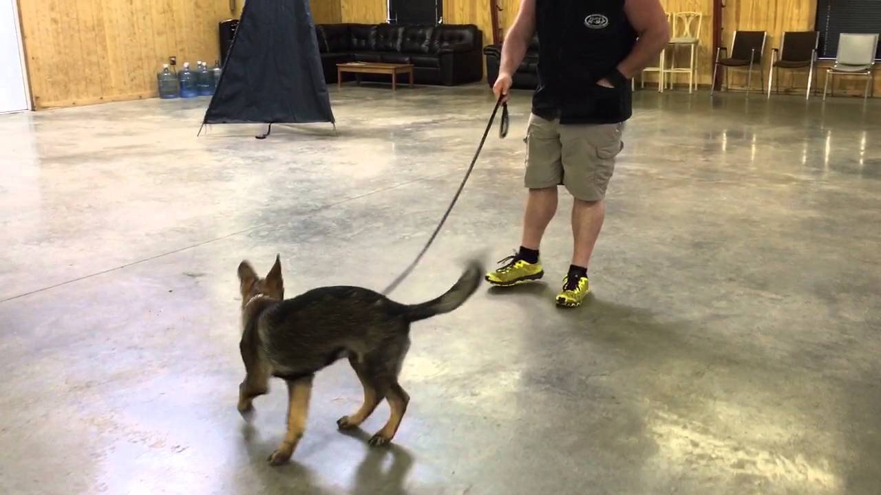 camera iphone 8 plus apk Super Star German Shepherd 