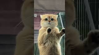 Do I open it to him?  #cat #cats #kitten #kittens @i_tsi07