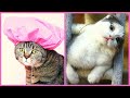 Hilarious Cat Videos That Will Make You Cry With Laughter 🤣🐱 Funny Pet Cat Videos Compilation 2021