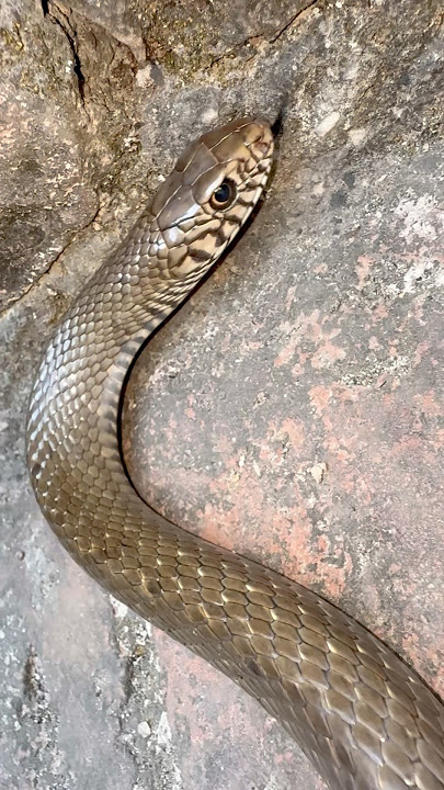 #snake #cobra #song #wildlife #animals@chitransh_Bhai2.0  #snakebite #snakevideo #viral #shorts