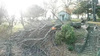 Controlled fell of a large dead Beech tree. Guide