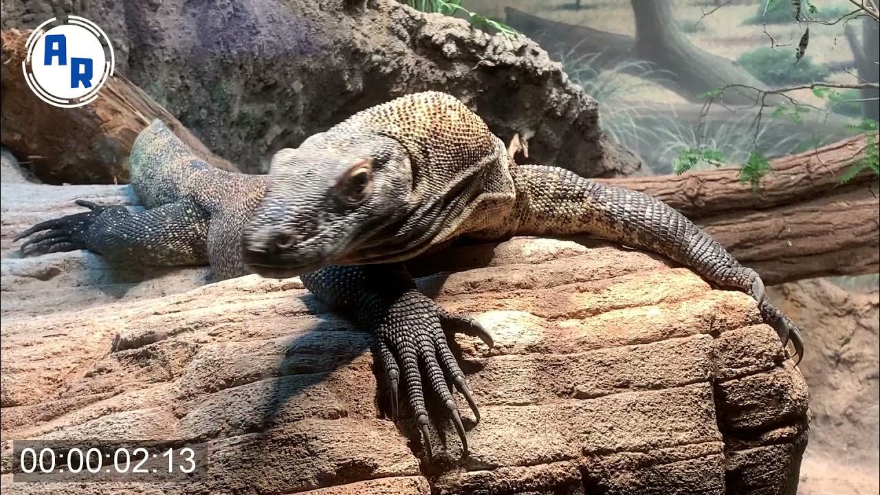 Komodo Dragon Walk, Large Lizard Walk Cycle ~ Animation Reference - YouTube
