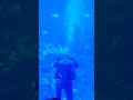 Buzo ROMANTICO en el gran acuario de mazatlán