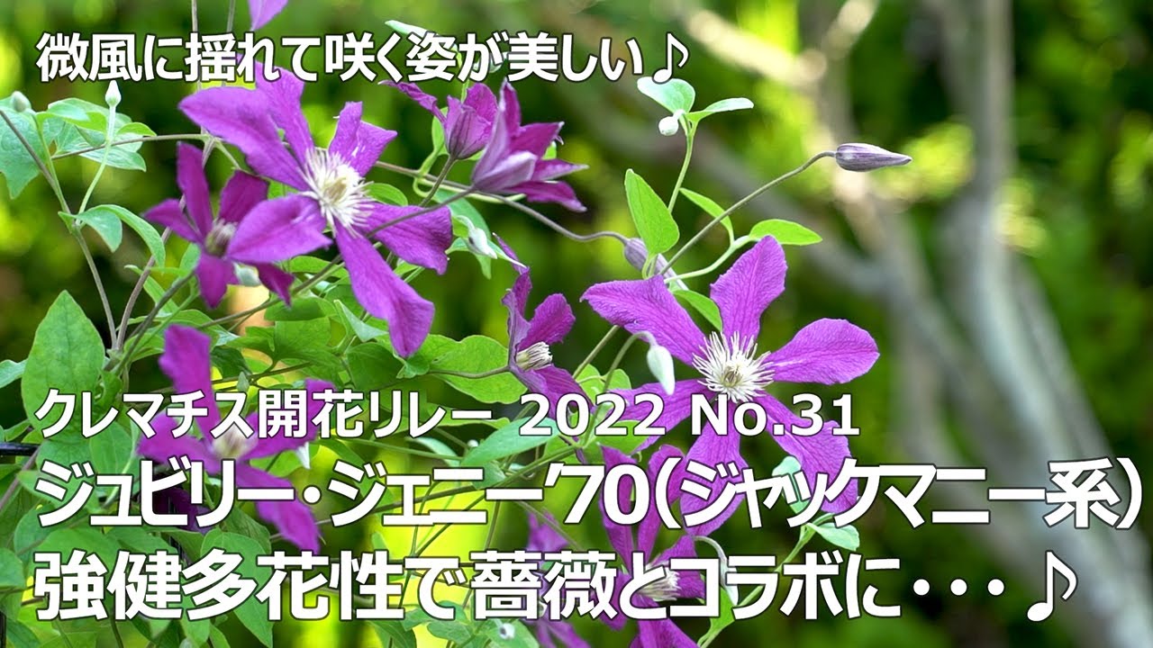 クレマチス開花リレー 2022 No.31】 ジュビリー・ジェニー'70