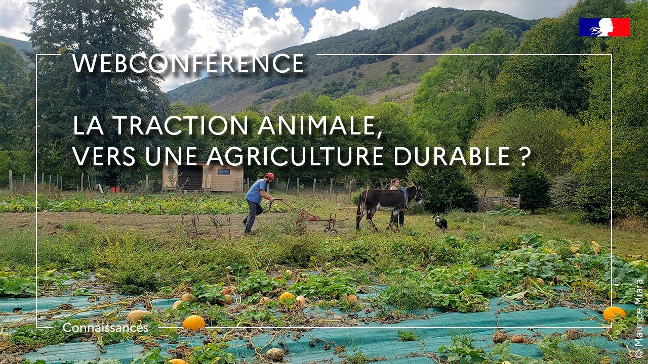 La traction animale, vers une agriculture durable ? - Maurice Miara