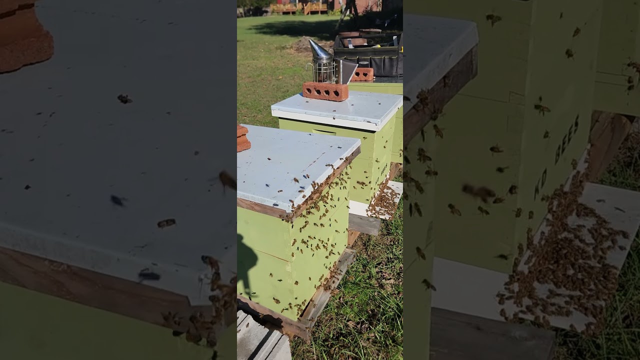 It's thieving season for the bees. 🙄 