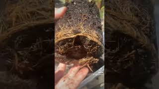 Potting A Hybrid Willowspirit  ent wizard gardening nature plants fantasy