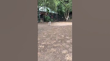 Kangaroo in Australia