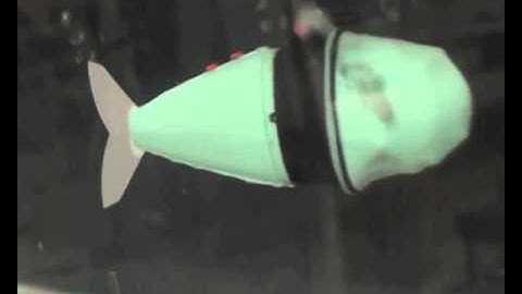 Robot fish changes direction with a quick wiggle