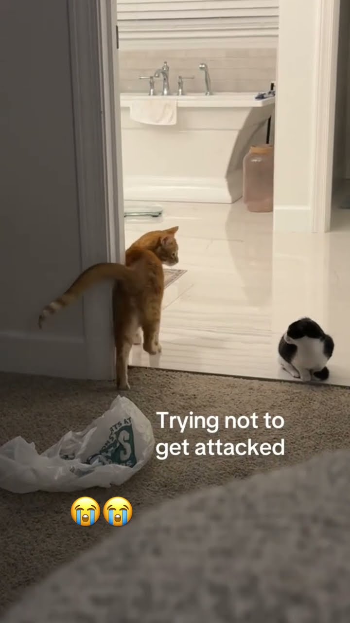Prvnci trying to sneak past spicy kitttyo and my skin playing