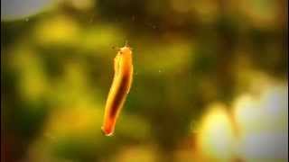 Pointless Pattimus Land Of Mus Slug Ascension