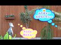 ☘️癒やしのフタバだよ〜🌹さらばぁ〜皆んなぁ〜👋ふたばぁ〜行かないでぇ〜💦『ふたば 皐月&bull;立夏のお話し二十九』 フタバの🌱ご飯タイムの復活を願う❗️花鳥園🌱ふたば嬢と😎頑菊爺のつぶやき