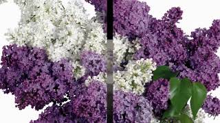   Richard Abel   Romance       Beautiful Liliacs  Relaxing  