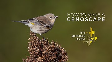 How To Make A Genoscape