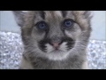 Intenta no morir de amor viendo este video / ANIMALES TIERNOS.#2