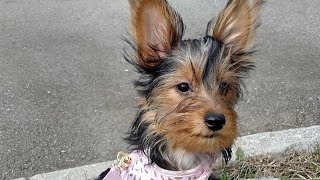 Lily's first day at the river