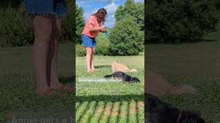 How Doxies play with Bubbles #shorts #doxielife #rvlife #bubbles
