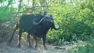 The best Cape Buffalo charge EVER! With Johan Hermann Safaris