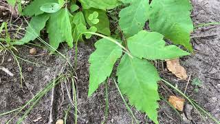 Poison ivy: ONE leaf with… FOUR leaflets?  Really? …with herbalist jim mcdonald