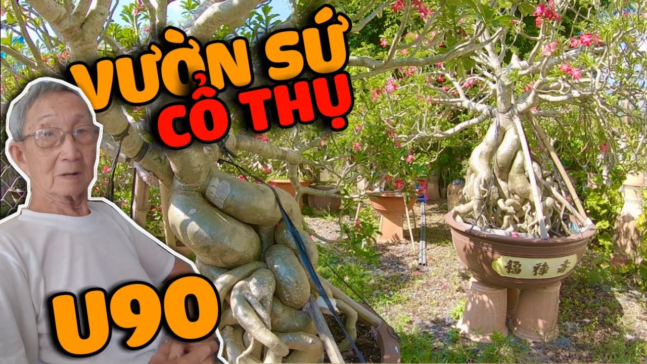 nhà hàng cây sứ 2022 Vườn Sứ Cổ Thụ của cụ ông U90 ở Sa Đéc - | Bên Dòng Sa Giang |