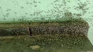 Ants Rescue Their Eggs