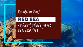 Red Sea Unicorns