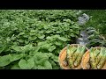 THE BIGGEST WASABI FARMING IN JAPAN HOW TO GROW WASABI THE BIGGEST WASABI FARMING IN JAPAN HOW TO GROW WASABI