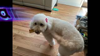 Thanks For The Idea Jj15 Plays