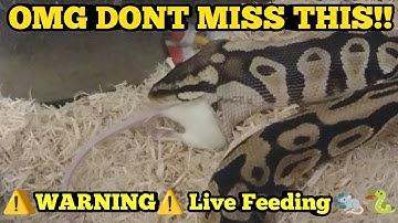 Ball Python Eats Rat Alive!⚠️WARNING⚠️ Pastel Ball Python Live Feeding #BallPython #LiveFeeding #MFR